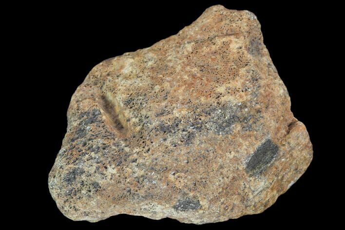 Hadrosaur Bone Fragment - Montana #103179